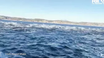 Dolphin pod puts on spectacular show off coast of Newport Beach