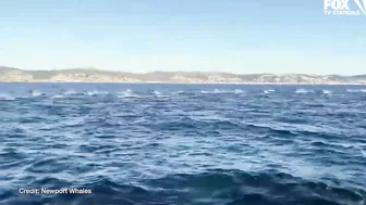 Dolphin pod puts on spectacular show off coast of Newport Beach