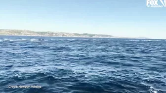 Dolphin pod puts on spectacular show off coast of Newport Beach