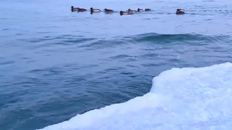 My first time to see a Frozen beach ???? #winterindenmark #frozenbeach #winterseason #shortvideo #dk