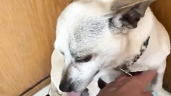 Terrified RESCUE dog had never felt the touch of a kind kind