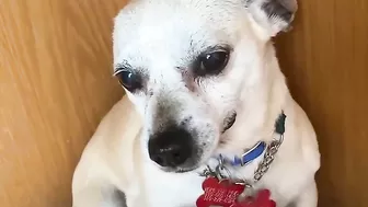 Terrified RESCUE dog had never felt the touch of a kind kind