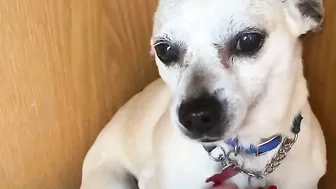 Terrified RESCUE dog had never felt the touch of a kind kind