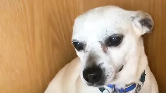 Terrified RESCUE dog had never felt the touch of a kind kind