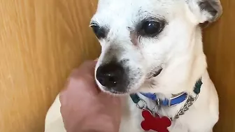 Terrified RESCUE dog had never felt the touch of a kind kind