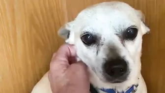 Terrified RESCUE dog had never felt the touch of a kind kind