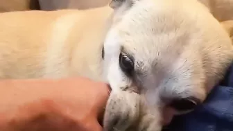 Terrified RESCUE dog had never felt the touch of a kind kind