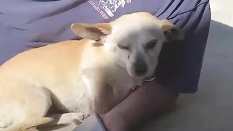 Terrified RESCUE dog had never felt the touch of a kind kind