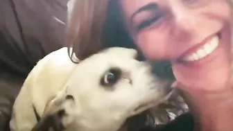 Terrified RESCUE dog had never felt the touch of a kind kind