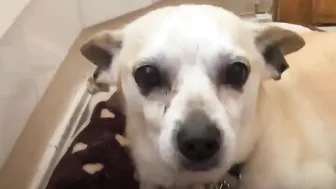 Terrified RESCUE dog had never felt the touch of a kind kind