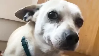 Terrified RESCUE dog had never felt the touch of a kind kind