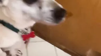 Terrified RESCUE dog had never felt the touch of a kind kind