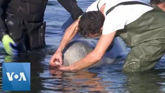 Elusive Whale Stranded Near Beach in Coastal Athens