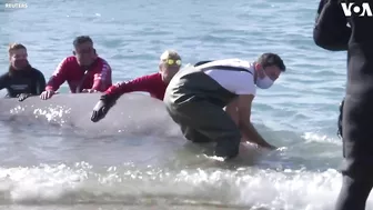 Elusive Whale Stranded Near Beach in Coastal Athens