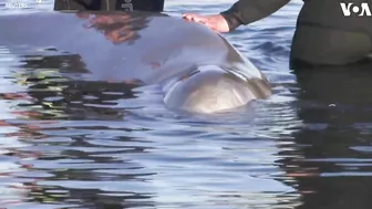 Elusive Whale Stranded Near Beach in Coastal Athens