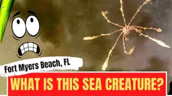 What WEIRD Sea Creature Is This? Watch It Move! [Fort Myers Beach, Florida]