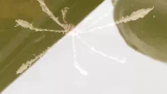 What WEIRD Sea Creature Is This? Watch It Move! [Fort Myers Beach, Florida]