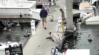 What WEIRD Sea Creature Is This? Watch It Move! [Fort Myers Beach, Florida]