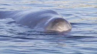 Elusive beaked whale stranded near beach in Athens