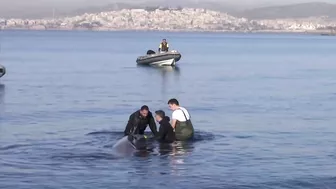 Elusive beaked whale stranded near beach in Athens