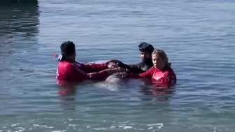 Elusive beaked whale stranded near beach in Athens