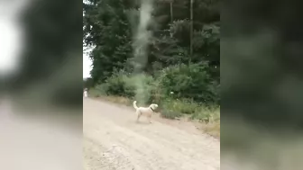 Dog Stops Tornado from Forming