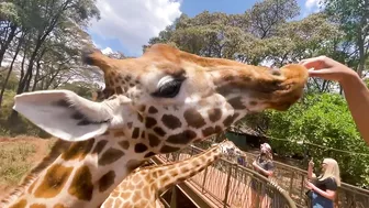 Things To Do In Nairobi Kenya | Giraffe Center Travel VLOG ????????