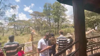 Things To Do In Nairobi Kenya | Giraffe Center Travel VLOG ????????