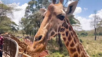 Things To Do In Nairobi Kenya | Giraffe Center Travel VLOG ????????