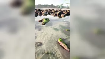 How to Find Starfish at the Beach #shorts