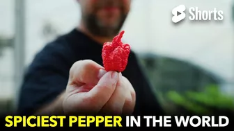 Spiciest Pepper In The World