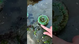 How to Find Sea Anemones at the Beach #shorts