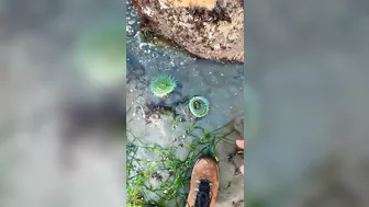 How to Find Sea Anemones at the Beach #shorts