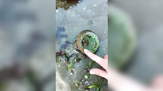 How to Find Sea Anemones at the Beach #shorts