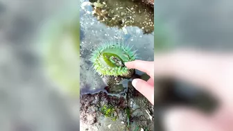 How to Find Sea Anemones at the Beach #shorts