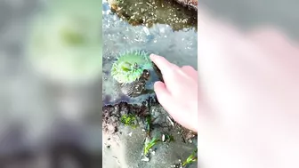 How to Find Sea Anemones at the Beach #shorts