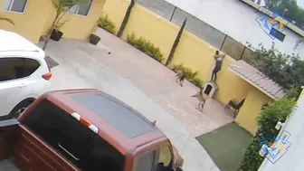 Dog chasing thief compilation. Hero Dog protect owner from intruder.