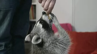 From vermin to viral: The raccoon with almost 12k Instagram followers