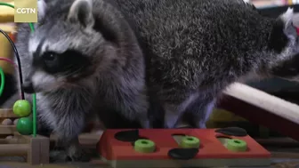 From vermin to viral: The raccoon with almost 12k Instagram followers