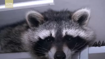 From vermin to viral: The raccoon with almost 12k Instagram followers