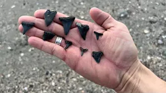 My BEST Shark Teeth from ONE HOUR at the Beach in Charleston!