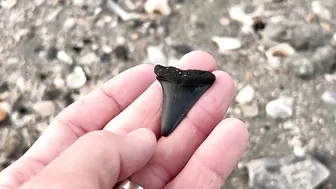 My BEST Shark Teeth from ONE HOUR at the Beach in Charleston!