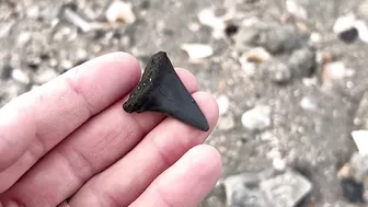 My BEST Shark Teeth from ONE HOUR at the Beach in Charleston!