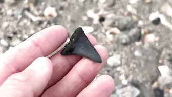 My BEST Shark Teeth from ONE HOUR at the Beach in Charleston!