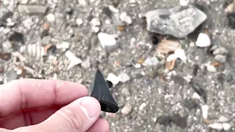 My BEST Shark Teeth from ONE HOUR at the Beach in Charleston!