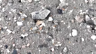 My BEST Shark Teeth from ONE HOUR at the Beach in Charleston!