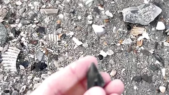 My BEST Shark Teeth from ONE HOUR at the Beach in Charleston!