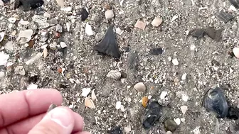 My BEST Shark Teeth from ONE HOUR at the Beach in Charleston!