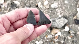 My BEST Shark Teeth from ONE HOUR at the Beach in Charleston!