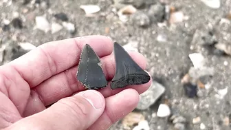 My BEST Shark Teeth from ONE HOUR at the Beach in Charleston!